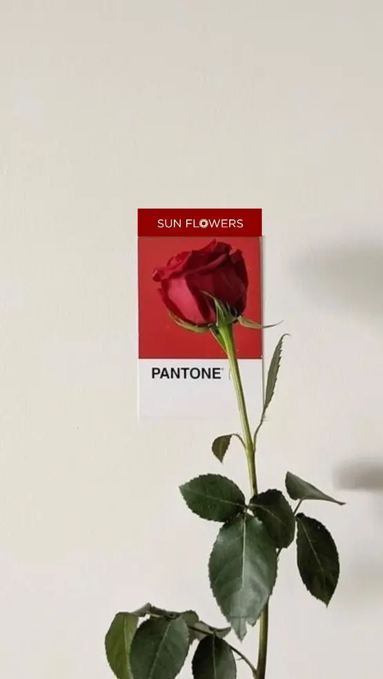 Beyaz zemin üzerinde yeşil yapraklı tekli kırmızı gül ve kırmızı pantone renk kartı.