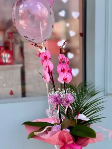 Zarif pembe kağıt ambalajda sunulan uçan balonlu çift dallı fuşya phalaenopsis orkide saksı çiçeği