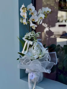 Şık beyaz sargılı ve hasır ipli çift dallı taptaze beyaz phalaenopsis orkide