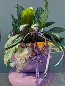 Lila renkli pencereli şık taşıma çantasında dekoratif aglaonema salon bitkisi ve beyaz kasımpatılar